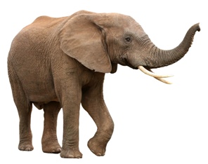 Bits and Pieces: Synthetic Ivory and Other News